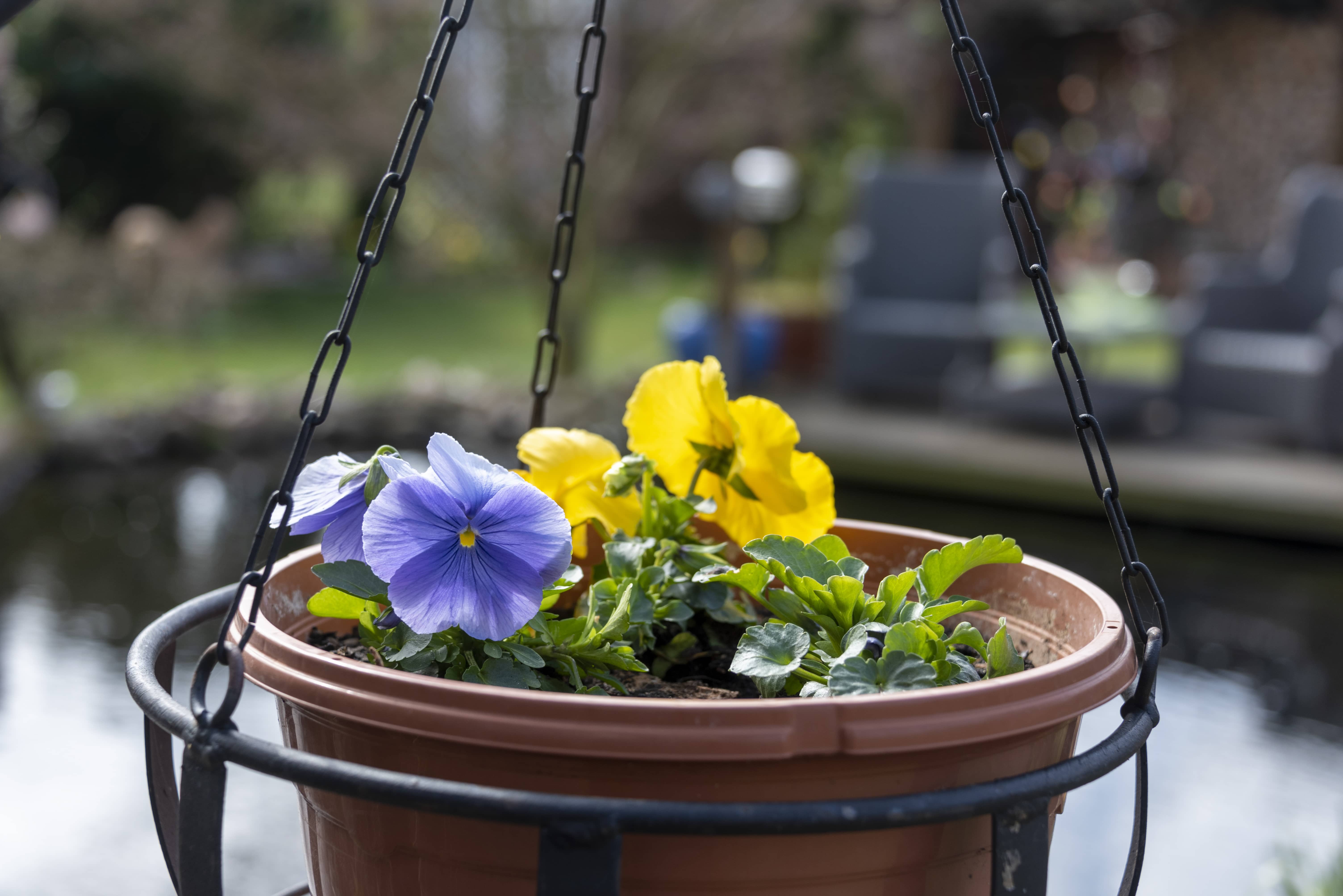 Hanging basket trimmed up with purple and yellow pansy