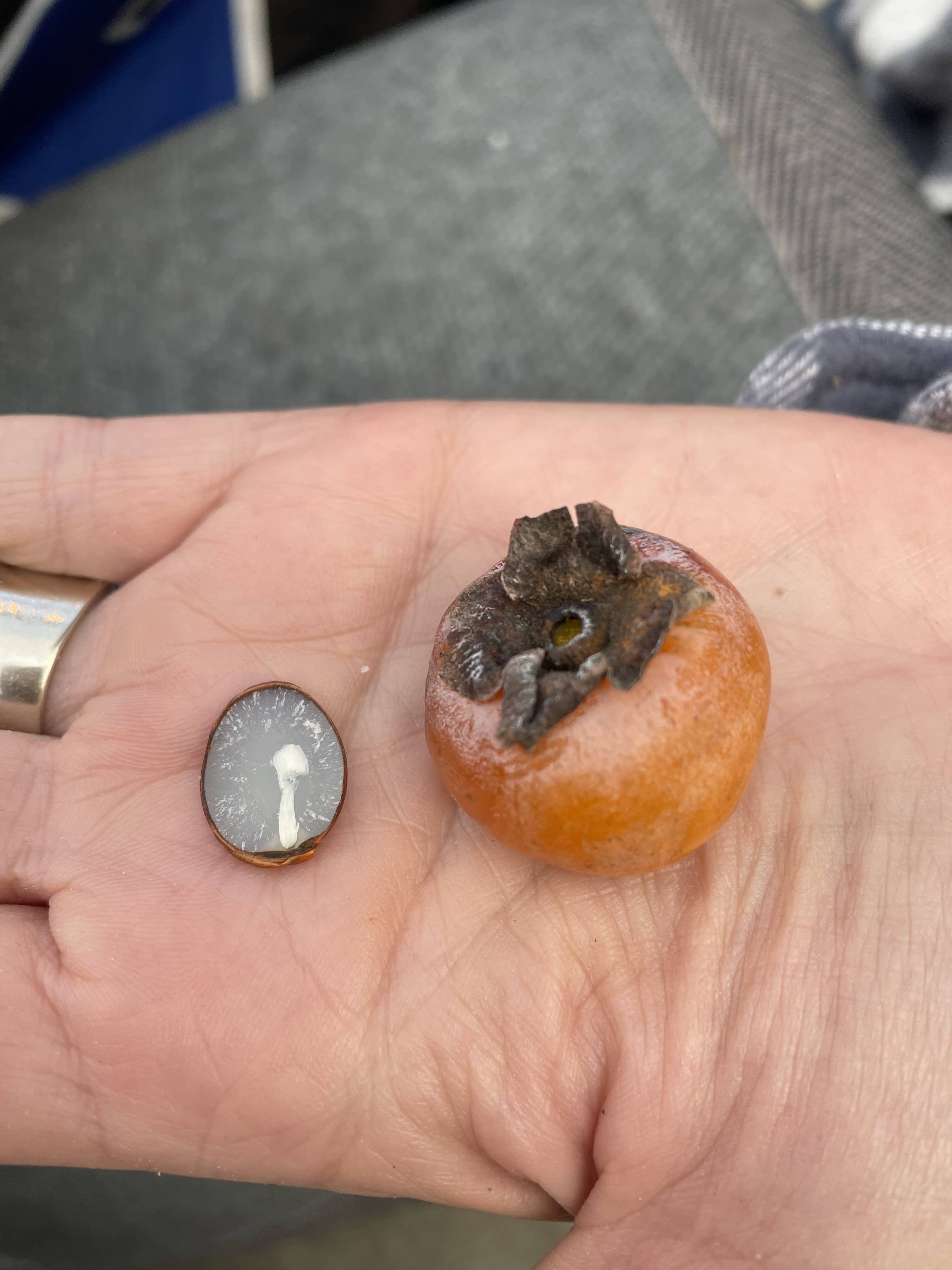 Persimmon seed