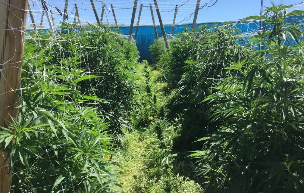 Marijuana Farm