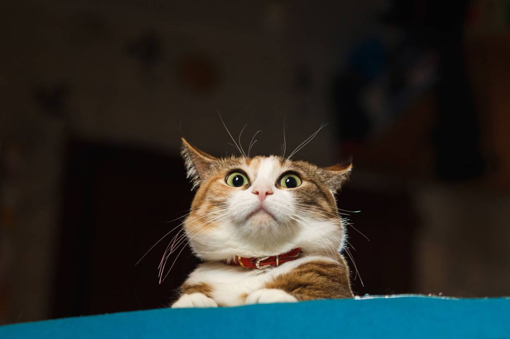 Pretty ginger cat pricked up ears in the alert