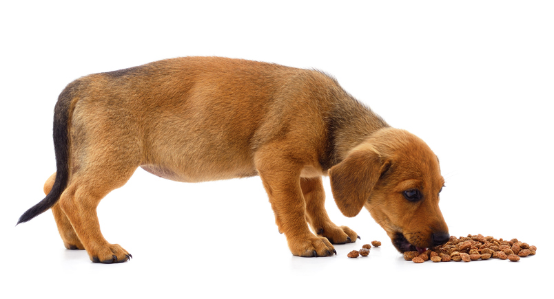 Puppy eating food.