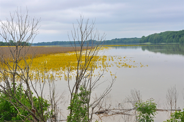 Summer on Wabash River, Indiana