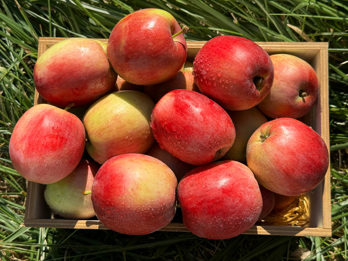 Fresh apples fruits on the grass