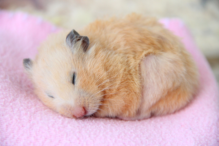 Syrian hamster sleeps on pink blanket close-up