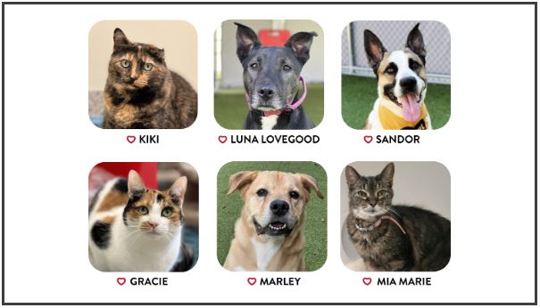 Image of Hamilton Humane's "At-Risk Six"