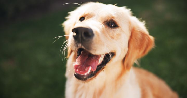 Golden Retriever