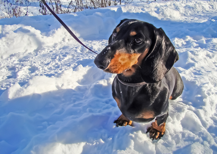 Dachshund