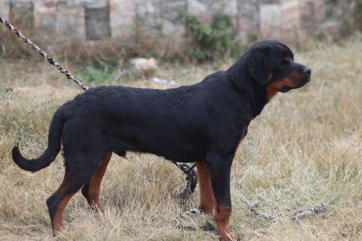 Rottweiler