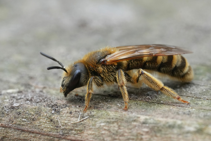Closeup on a female great banded furrow bee, Halictus scabiosae on wood