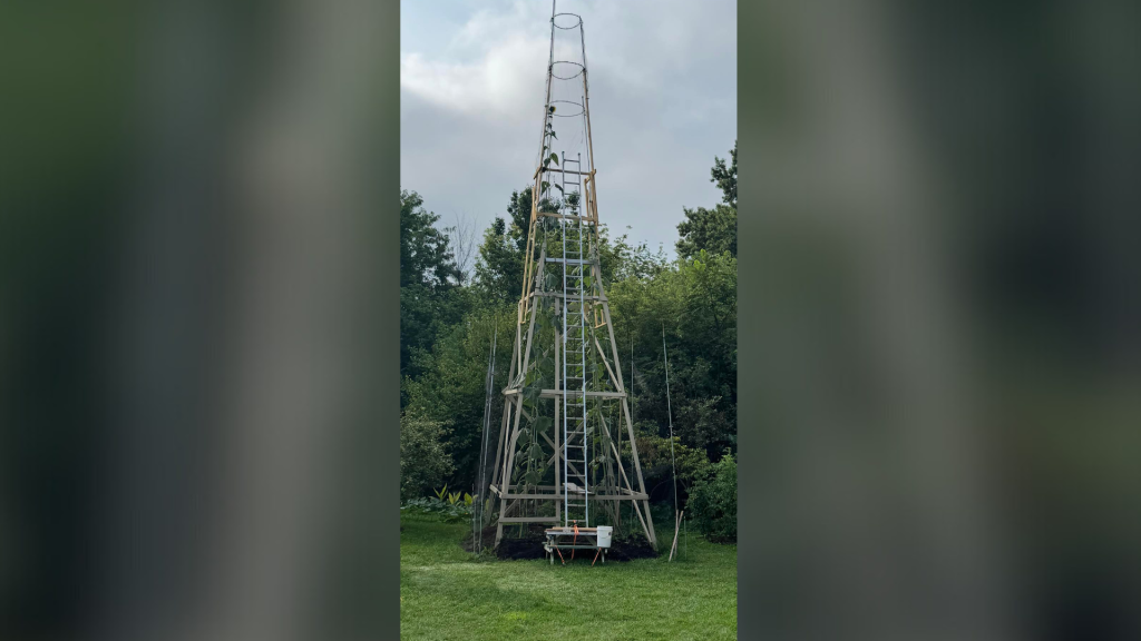 Fort Wayne Man Inches Toward National Tallest Sunflower Record