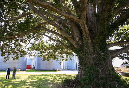 Jennings County Tree