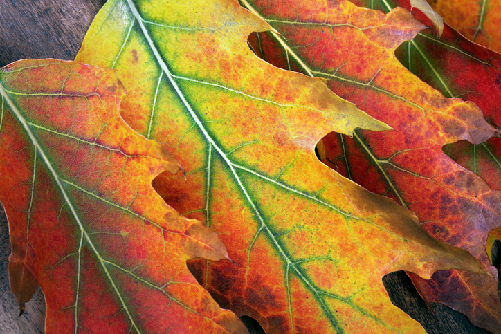 Bright colorful autumn leaves texture background. Oak leaves close-up.