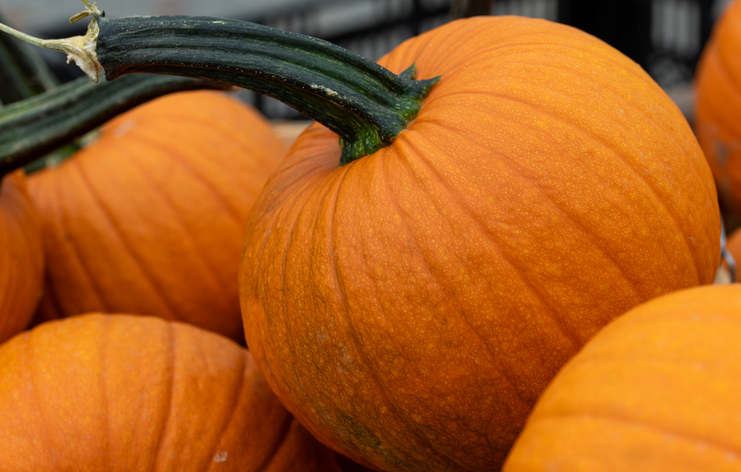 Fresh pumpkins at farmers markets close up