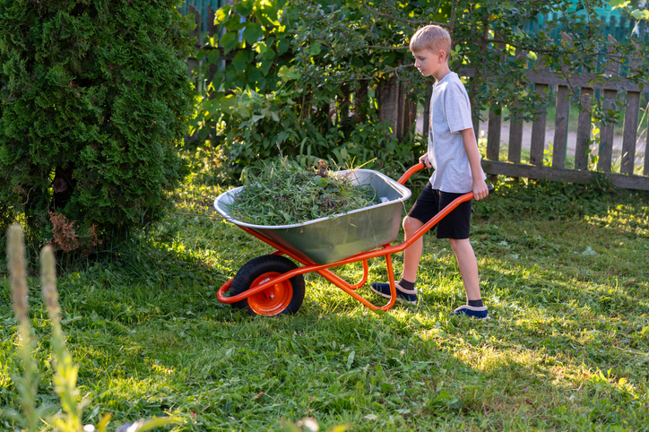 Teen boy pushing wheelbarrow with cut grass on sunny summer day in backyard